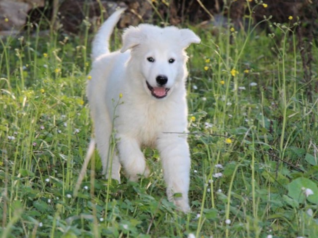 3 months old puppy