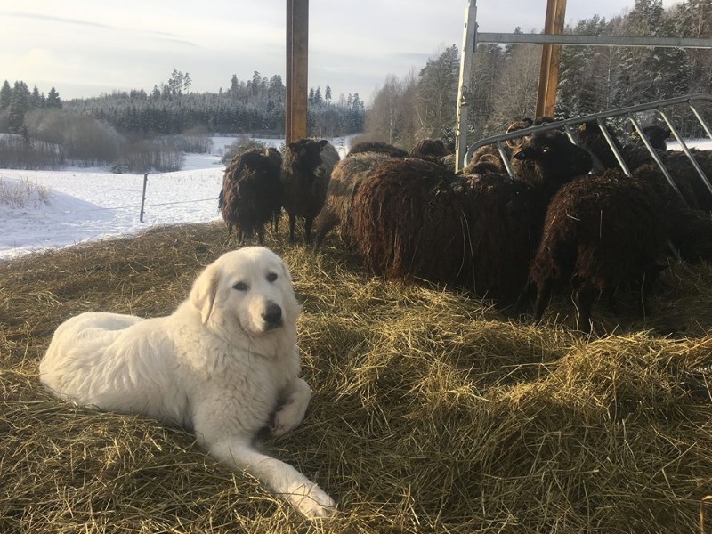 Selene del Montelarco, working on a farm in Sweden